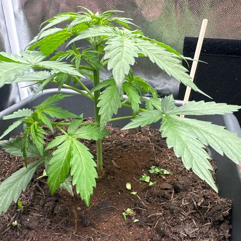 Bubble Kush Automatic growlog timeline photo