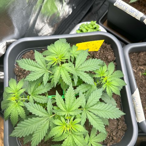 Special queen growlog timeline photo