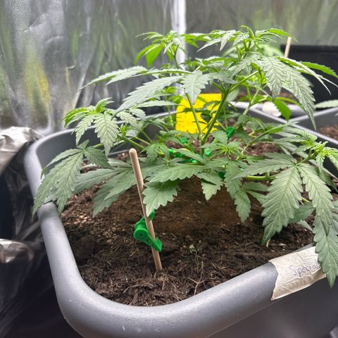 Special queen growlog timeline photo