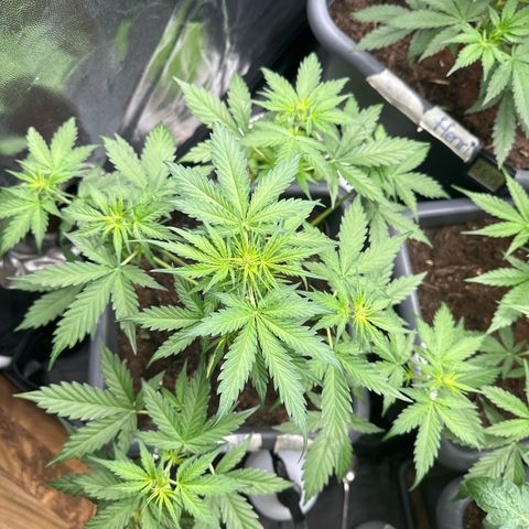 Bubble Kush Automatic growlog timeline photo