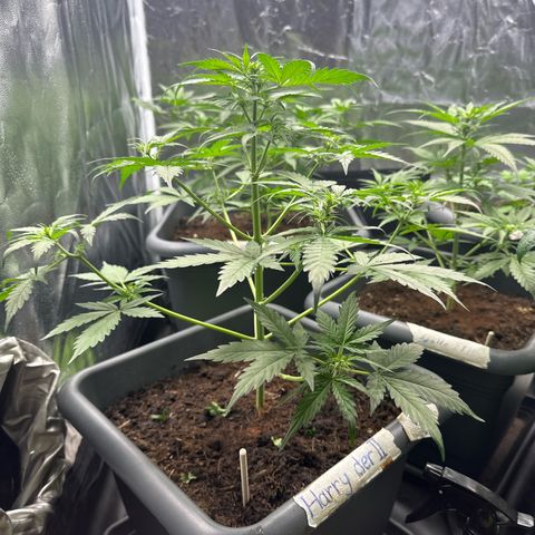 Bubble Kush Automatic growlog timeline photo
