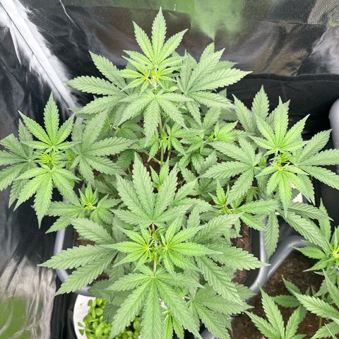 Special queen growlog timeline photo