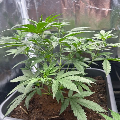 Special queen growlog timeline photo