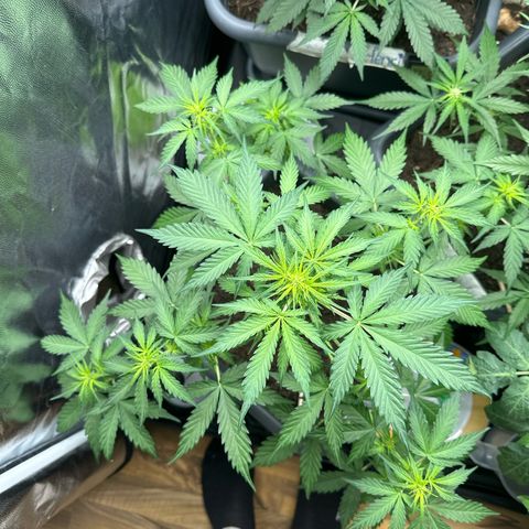 Bubble Kush Automatic growlog timeline photo