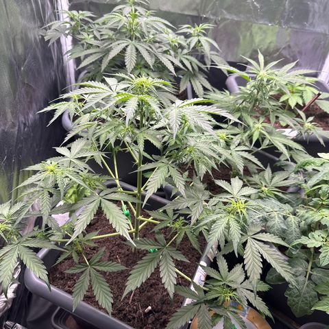 Bubble Kush Automatic growlog timeline photo