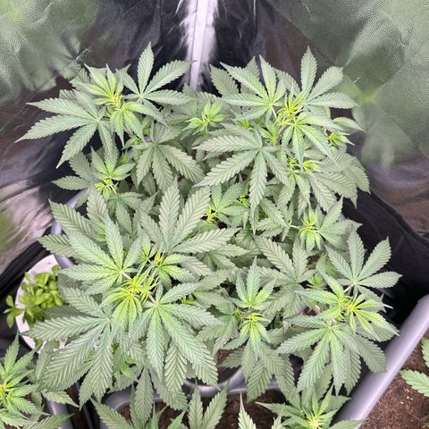 Special queen growlog timeline photo