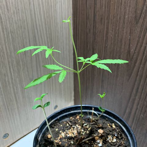 cultivation indoors growlog photo: 1 Mês e 24 Dias De Vida