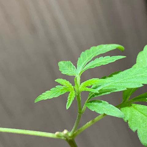 cultivation indoors growlog photo: “Voltou a desenvolver”🫡 depois de 20 dias de transplante com a mudança de ambiente solar, minha sativa retornou…