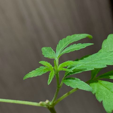 cultivation indoors growlog photo: “Voltou a desenvolver”🫡 depois de 20 dias de transplante com a mudança de ambiente solar, minha sativa retornou…