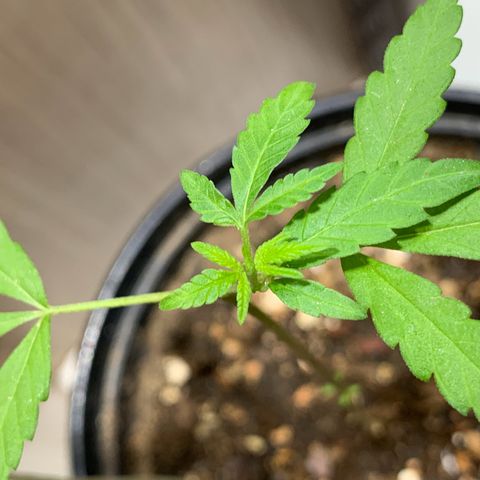 cultivation indoors growlog photo: “Voltou a desenvolver”🫡 depois de 20 dias de transplante com a mudança de ambiente solar, minha sativa retornou…