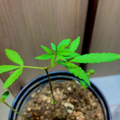 cultivation indoors growlog photo: “Está desenvolvendo bem” em breve atualizo para vocês…! 