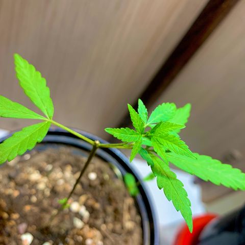 cultivation indoors growlog photo: “Está desenvolvendo bem” em breve atualizo para vocês…! 