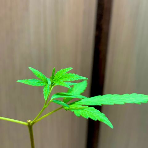 cultivation indoors growlog photo: “Está desenvolvendo bem” em breve atualizo para vocês…! 