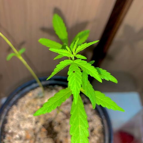 cultivation indoors growlog photo: "Desenvolvimento saudável" estou usando nutrição em líquido, média, entre 35% e 45% para os componentes nitrogênio, fósfo-ro e potássio. (🤍Salva pra ficar por dentro)
