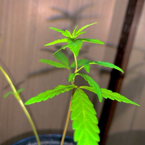 cultivation indoors growlog photo: "Desenvolvimento saudável" estou usando nutrição em líquido, média, entre 35% e 45% para os componentes nitrogênio, fósfo-ro e potássio. (🤍Salva pra ficar por dentro)