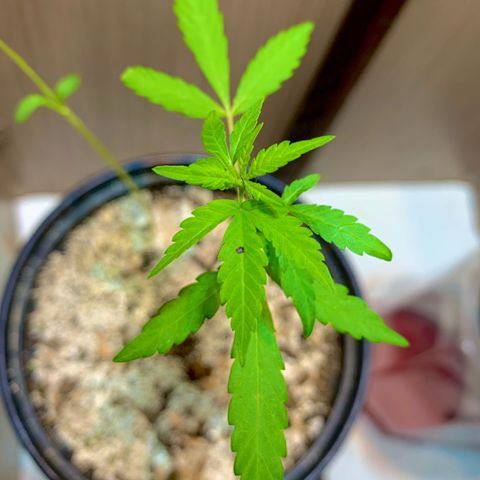 cultivation indoors growlog photo: "Desenvolvimento saudável" estou usando nutrição em líquido, média, entre 35% e 45% para os componentes nitrogênio, fósfo-ro e potássio. (🤍Salva pra ficar por dentro)