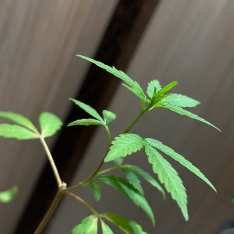 cultivation indoors growlog photo: “Minha Sativa está Desenvolvendo”