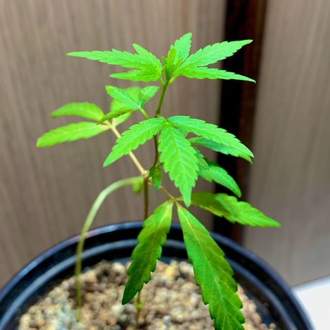 cultivation indoors growlog photo: “Minha Sativa está Desenvolvendo”
