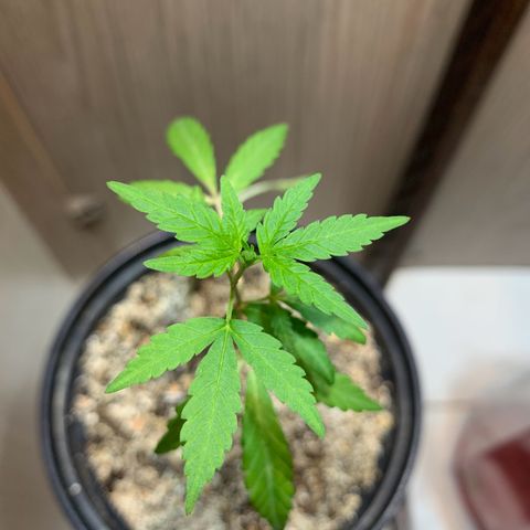 cultivation indoors growlog photo: “Minha Sativa está Desenvolvendo”