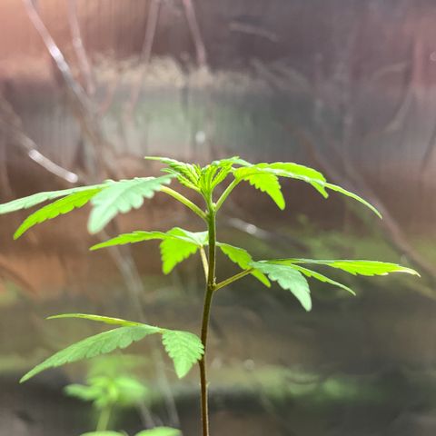 cultivation indoors growlog photo: “Ela estava apresentando alguns sintomas ruins” troquei o solo e também o vaso, ela está se recuperando aos poucos…