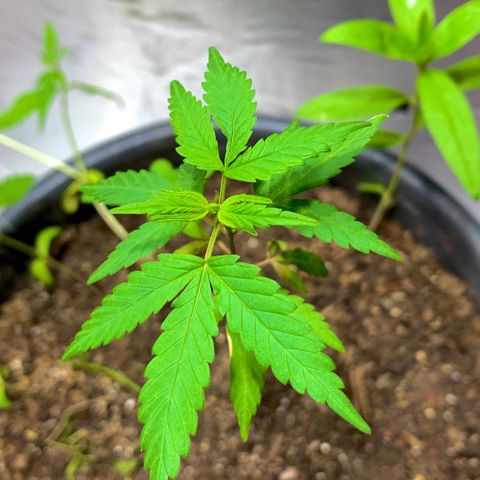 cultivation indoors growlog photo: “Ela estava apresentando alguns sintomas ruins” troquei o solo e também o vaso, ela está se recuperando aos poucos…
