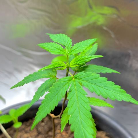 cultivation indoors growlog photo: “Ela estava apresentando alguns sintomas ruins” troquei o solo e também o vaso, ela está se recuperando aos poucos…