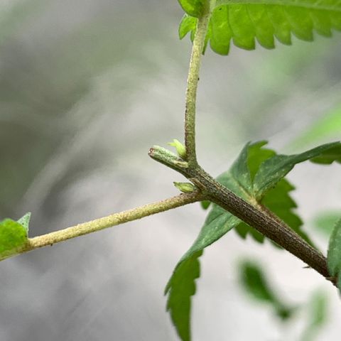 cultivation indoors growlog photo: “Fiz a Poda Top” pra ver se ela reanima com novos galhos… 