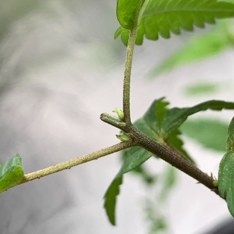 cultivation indoors growlog photo: “Fiz a Poda Top” pra ver se ela reanima com novos galhos… 