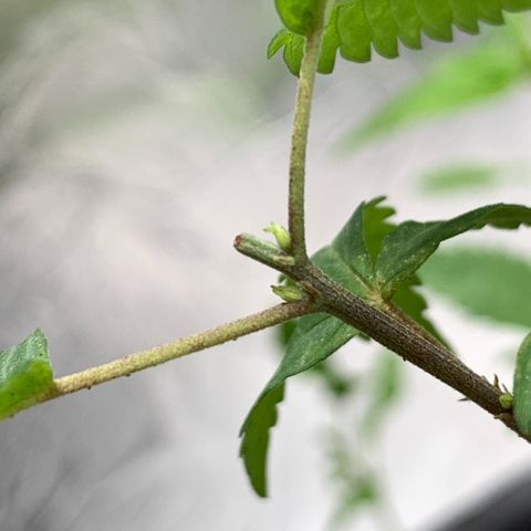 cultivation indoors growlog photo: “Fiz a Poda Top” pra ver se ela reanima com novos galhos… 