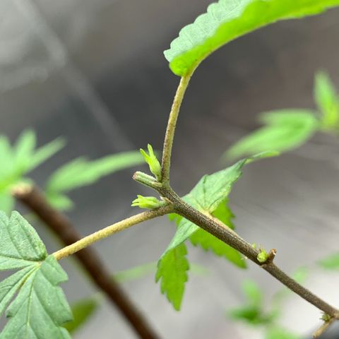 cultivation indoors growlog photo: “Poda top bem sucedida” 🫶🏻 