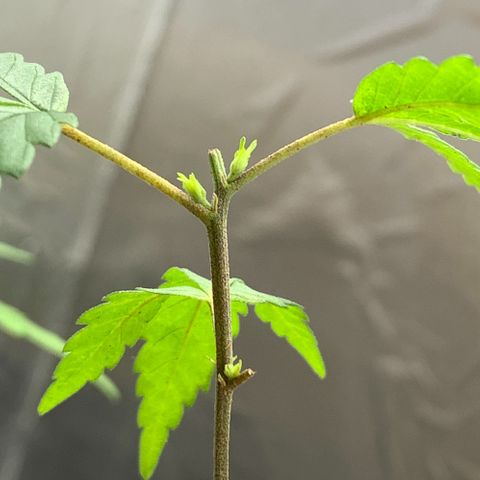 cultivation indoors growlog photo: “Poda top bem sucedida” 🫶🏻 
