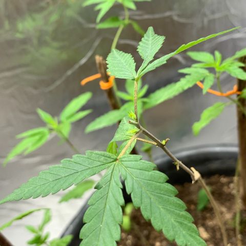 cultivation indoors growlog photo: “Poda top bem sucedida” 🫶🏻 