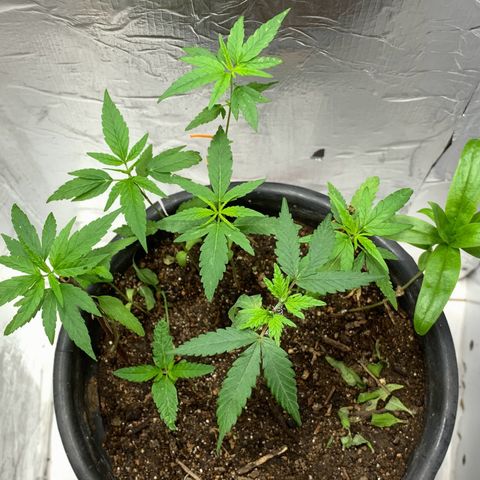 cultivation indoors growlog photo: “Poda top com sucesso” Essas ao redor são minhas meninas que germinei a 1 mês atrás…