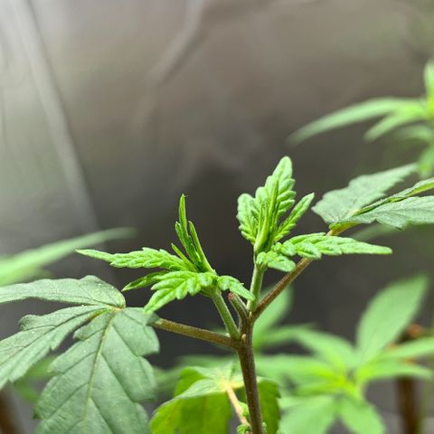 cultivation indoors growlog photo: “Poda top com sucesso” Essas ao redor são minhas meninas que germinei a 1 mês atrás…