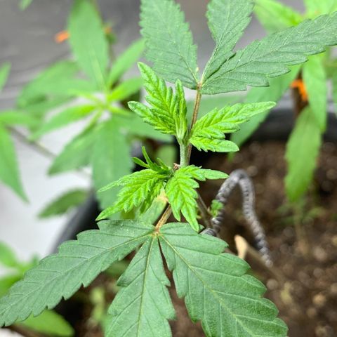 cultivation indoors growlog photo: “Poda top com sucesso” Essas ao redor são minhas meninas que germinei a 1 mês atrás…
