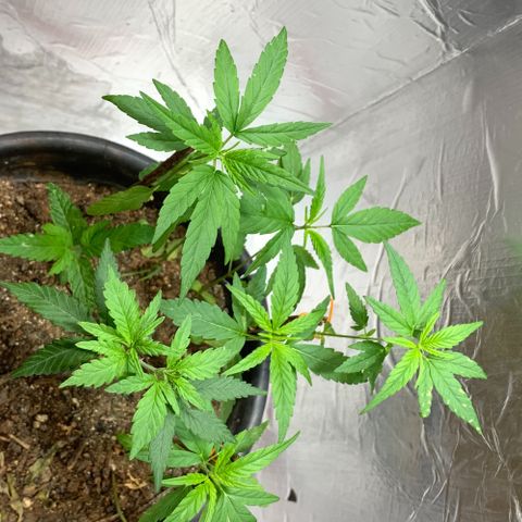 cultivation indoors growlog photo: Minhas meninas estão desenvolvendo…