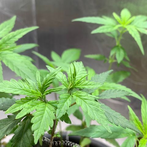 cultivation indoors growlog photo: Minhas meninas estão desenvolvendo…