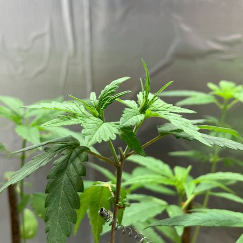 cultivation indoors growlog photo: Minhas meninas estão desenvolvendo…
