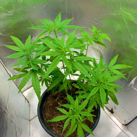 cultivation indoors growlog photo: Minhas meninas estão bem, e saudáveis.! “fiz 2 tipos de podas” A (Poda top) e a (Poda Fim) Aí está o resultado 👏🏻