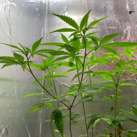 cultivation indoors growlog photo: Minhas meninas estão bem, e saudáveis.! “fiz 2 tipos de podas” A (Poda top) e a (Poda Fim) Aí está o resultado 👏🏻