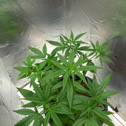 cultivation indoors growlog photo: Minhas meninas estão bem, e saudáveis.! “fiz 2 tipos de podas” A (Poda top) e a (Poda Fim) Aí está o resultado 👏🏻