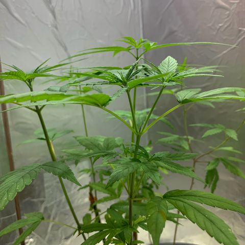 cultivation indoors growlog photo: Minhas meninas estão bem, e saudáveis.! “fiz 2 tipos de podas” A (Poda top) e a (Poda Fim) Aí está o resultado 👏🏻