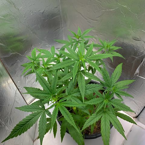cultivation indoors growlog photo: Minhas meninas estão bem, e saudáveis.! “fiz 2 tipos de podas” A (Poda top) e a (Poda Fim) Aí está o resultado 👏🏻