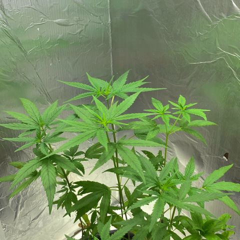cultivation indoors growlog photo: Minhas meninas estão bem, e saudáveis.! “fiz 2 tipos de podas” A (Poda top) e a (Poda Fim) Aí está o resultado 👏🏻