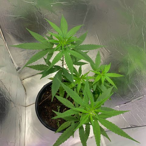 cultivation indoors growlog photo: “Fiz uma mudança entre elas” 3 Meninas na vegetação. Iluminação de LED