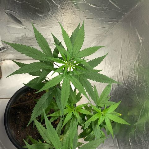 cultivation indoors growlog photo: “Fiz uma mudança entre elas” 3 Meninas na vegetação. Iluminação de LED