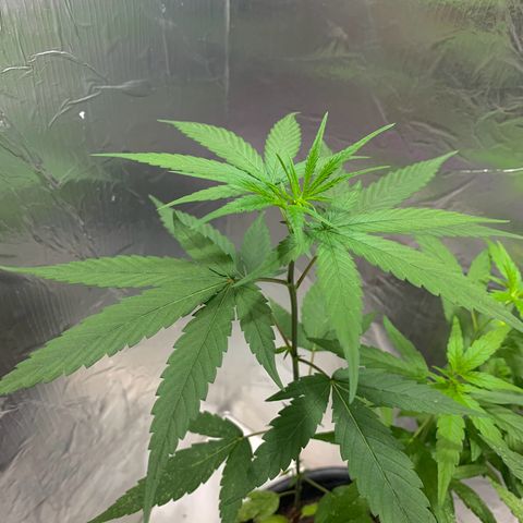 cultivation indoors growlog photo: “Fiz uma mudança entre elas” 3 Meninas na vegetação. Iluminação de LED