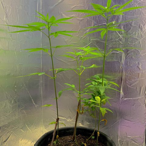 cultivation indoors growlog photo: “Fiz uma mudança entre elas” 3 Meninas na vegetação. Iluminação de LED
