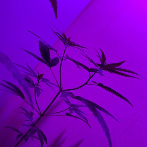 cultivation indoors growlog photo: “2 Meninas na vegetação em outro vaso” 
Iluminação de Full Spectrum. 