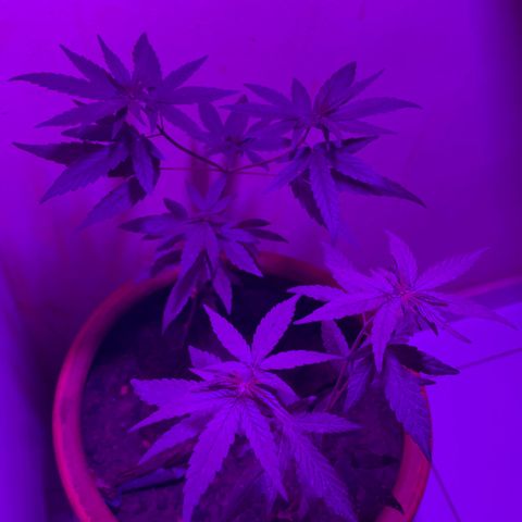 cultivation indoors growlog photo: “2 Meninas na vegetação em outro vaso” 
Iluminação de Full Spectrum. 